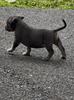 Enzo (Blue Tri American Bully), a male American Bully for sale in Pikesville, MD – 3 of 7