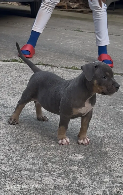 Enzo (Blue Tri American Bully) – American Bully puppy for sale in Pikesville, MD