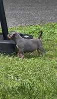 Enzo (Blue Tri American Bully), a male American Bully for sale in Pikesville, MD – 3 of 4