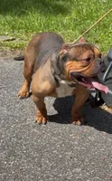 Soldier, a male American Bully for sale in Pikesville, MD – 4 of 6