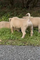 SEMMI (American Bully Puppy), a male American Bully for sale in Pikesville, MD – 3 of 4