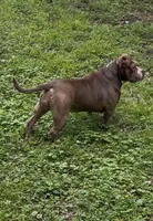 Kocoa , a female American Bully for sale in Pikesville, MD – 6 of 6