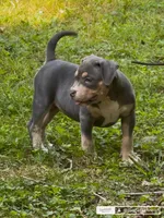Xena ( Blue tri female American Bully), a female American Bully for sale in Pikesville, MD – 3 of 3