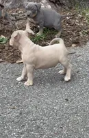 Tino (Blue Fawn male American Bully), a male American Bully for sale in Pikesville, MD – 6 of 8