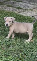 SIMBA (American Bully), a male American Bully for sale in Pikesville, MD – 7 of 8