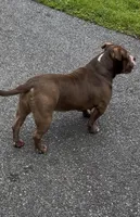 Kocoa , a female American Bully for sale in Pikesville, MD – 2 of 6