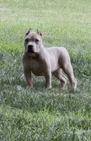 Tino (Blue Fawn male American Bully), a male American Bully for sale in Pikesville, MD – 2 of 5