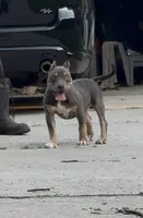 Enzo (Blue Tri American Bully), a male American Bully for sale in Pikesville, MD – 6 of 6