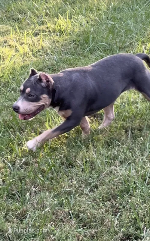 Xena ( Blue tri female American Bully) – American Bully puppy for sale in Pikesville, MD
