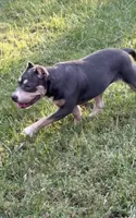 Xena ( Blue tri female American Bully), a female American Bully for sale in Pikesville, MD – 8 of 8