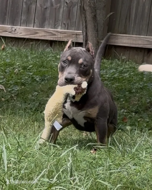 Enzo (Blue Tri American Bully) – American Bully puppy for sale in Pikesville, MD