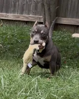 Enzo (Blue Tri American Bully), a male American Bully for sale in Pikesville, MD – 1 of 7