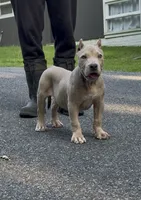 SIMBA (American Bully), a male American Bully for sale in Pikesville, MD – 7 of 10