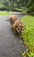Soldier, a male American Bully for sale in Pikesville, MD – 3 of 6