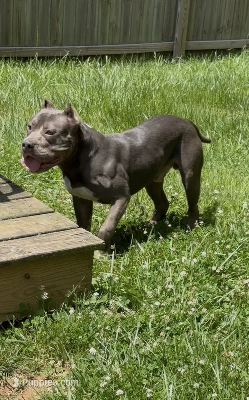 Mega – American Bulldog, American Bully puppy for sale in Pikesville, MD