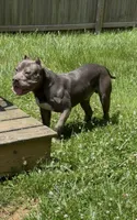 Mega, a male American Bulldog and American Bully for sale in Pikesville, MD – 1 of 9