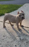 SEMMI (American Bully Puppy), a male American Bully for sale in Pikesville, MD – 3 of 8