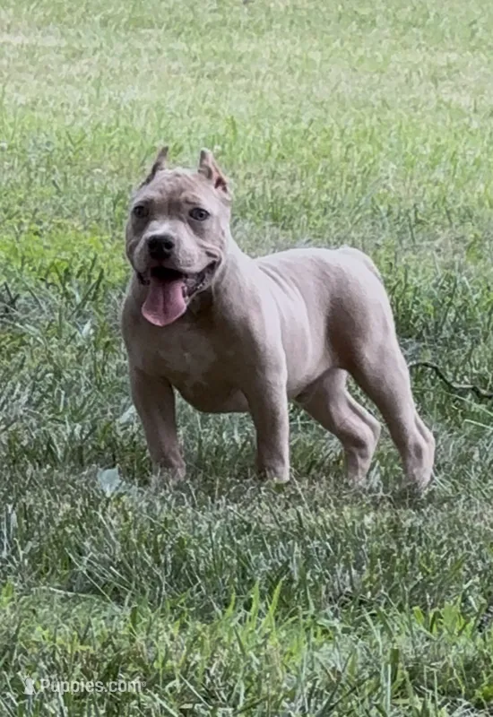 Tino (Blue Fawn male American Bully) – American Bully puppy for sale in Pikesville, MD