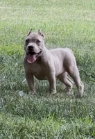 Tino (Blue Fawn male American Bully), a male American Bully for sale in Pikesville, MD – 1 of 5