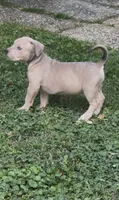 SIMBA (American Bully), a male American Bully for sale in Pikesville, MD – 8 of 8