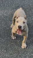 SIMBA (American Bully), a male American Bully for sale in Pikesville, MD – 5 of 10