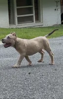 SEMMI (American Bully Puppy), a male American Bully for sale in Pikesville, MD – 4 of 8