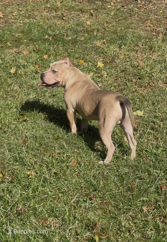 Tino (Blue Fawn male American Bully) – American Bully puppy for sale in Pikesville, MD