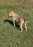 Tino (Blue Fawn male American Bully), a male American Bully for sale in Pikesville, MD – 1 of 7