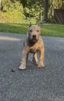 SIMBA (American Bully), a male American Bully for sale in Pikesville, MD – 10 of 10