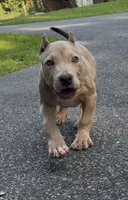 SIMBA (American Bully), a male American Bully for sale in Pikesville, MD – 2 of 10