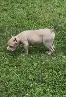 Tino (Blue Fawn male American Bully), a male American Bully for sale in Pikesville, MD – 2 of 8