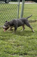 Xena ( Blue tri female American Bully), a female American Bully for sale in Pikesville, MD – 4 of 10