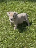 SIMBA (American Bully), a male American Bully for sale in Pikesville, MD – 3 of 8