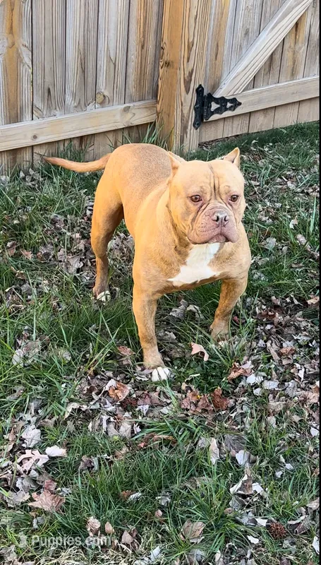 Venus  – American Bulldog puppy for sale in Pikesville, MD