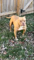 Venus , a female American Bulldog for sale in Pikesville, MD – 1 of 5