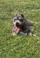 Xena ( Blue tri female American Bully), a female American Bully for sale in Pikesville, MD – 3 of 10