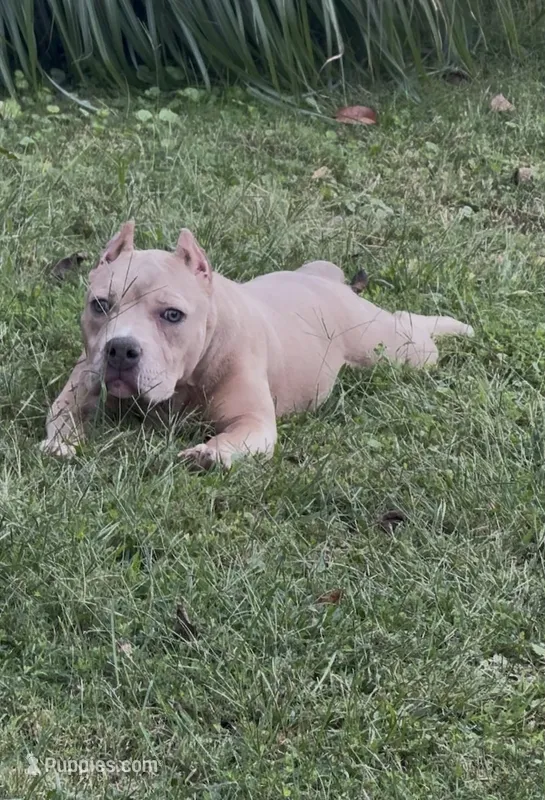 Tino (Blue Fawn male American Bully) – American Bully puppy for sale in Pikesville, MD