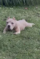Tino (Blue Fawn male American Bully), a male American Bully for sale in Pikesville, MD – 5 of 7