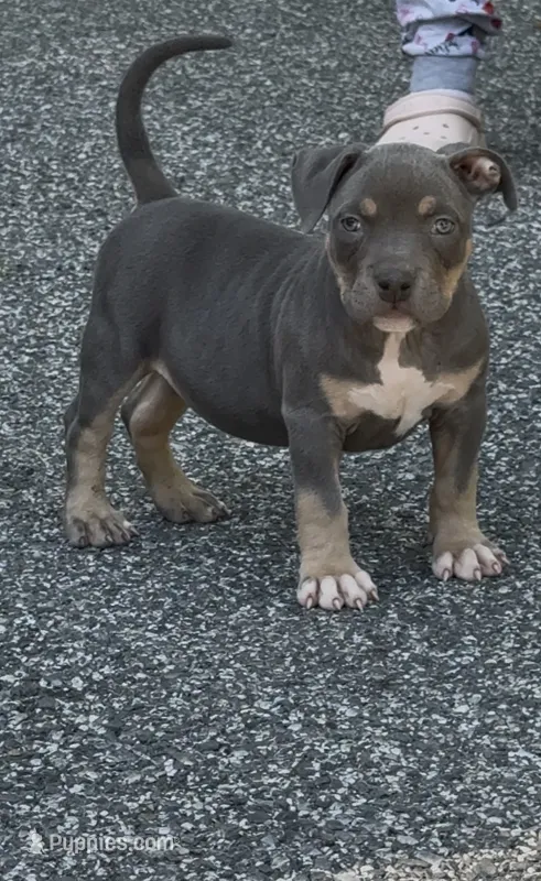Enzo (Blue Tri American Bully) – American Bully puppy for sale in Pikesville, MD