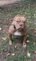 Venus , a female American Bulldog for sale in Pikesville, MD – 3 of 5