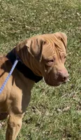 Tyson , a male American Bulldog and American Mastiff for sale in Pikesville, MD – 5 of 5