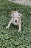 SIMBA (American Bully), a male American Bully for sale in Pikesville, MD – 4 of 8