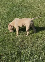 Tino (Blue Fawn male American Bully), a male American Bully for sale in Pikesville, MD – 4 of 7