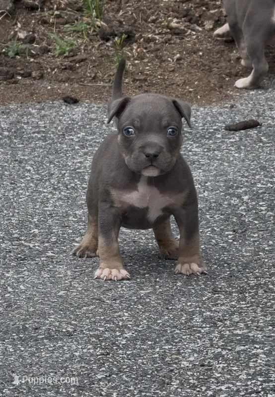 Enzo (Blue Tri American Bully) – American Bully puppy for sale in Pikesville, MD