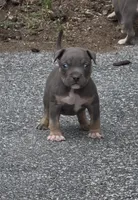 Enzo (Blue Tri American Bully), a male American Bully for sale in Pikesville, MD – 1 of 7