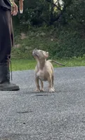 SEMMI (American Bully Puppy), a male American Bully for sale in Pikesville, MD – 5 of 8