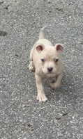 Tino (Blue Fawn male American Bully), a male American Bully for sale in Pikesville, MD – 4 of 8