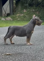 Enzo (Blue Tri American Bully), a male American Bully for sale in Pikesville, MD – 3 of 6