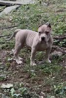Tino (Blue Fawn male American Bully), a male American Bully for sale in Pikesville, MD – 4 of 8