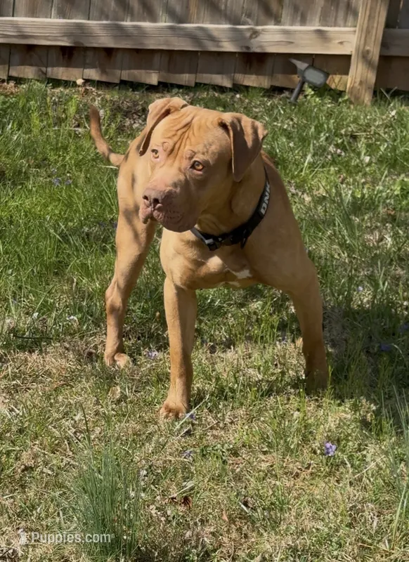 Tyson  – American Bulldog, American Mastiff puppy for sale in Pikesville, MD